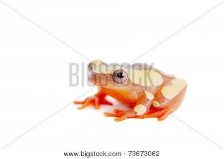 Shreve's Sarayacu treefrog isolated on white