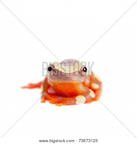 Shreve's Sarayacu treefrog isolated on white