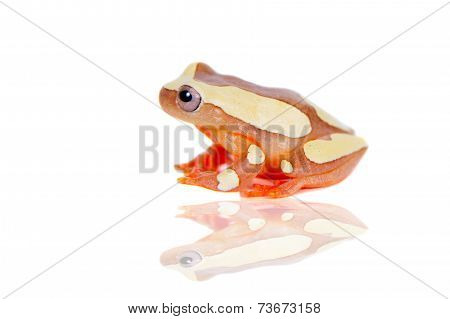 Shreve's Sarayacu treefrog isolated on white