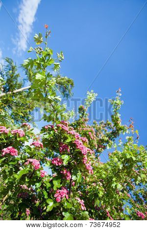 Bloosoming Pink Flowers Of Hawthorn Tree