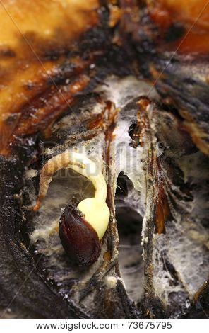 Closeup Rotten Apple Halves. Food Waste.