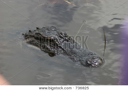 Aligator