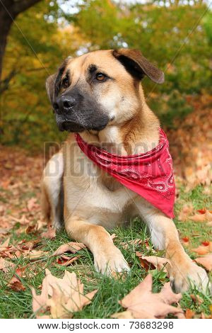 Large Mixed Breed Dog In Autumn
