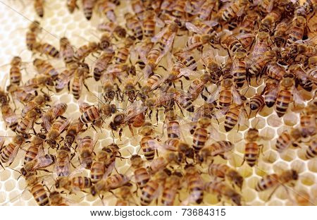 Queen Laying Eggs on New Brood Frame with Uncapped Honey and Brood Cells.