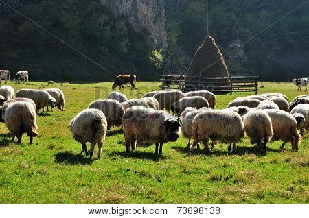 Flock Of Merino Sheep Pasture At Autumn