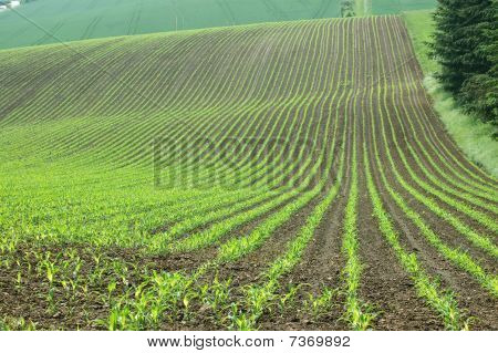 The Field In The Hills.