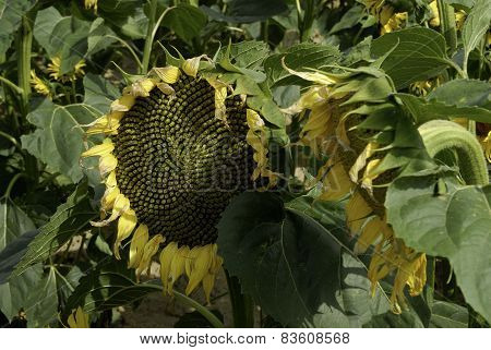 flowering sunflowers field