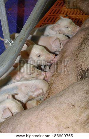 Pig farm
