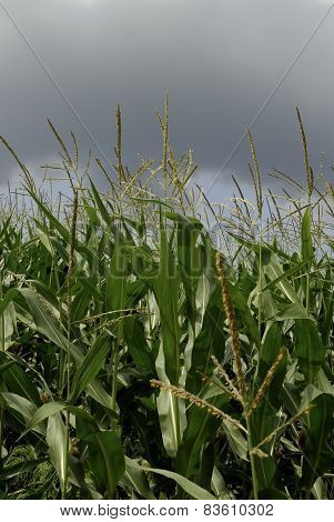 maize-field