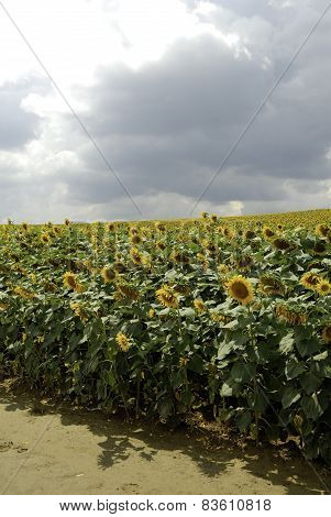 flowering sunflowers field