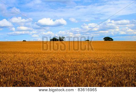 Wheat field
