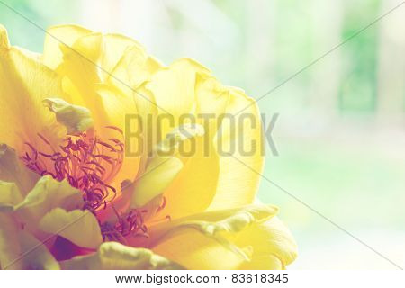 Yellow Silk Cotton Flower
