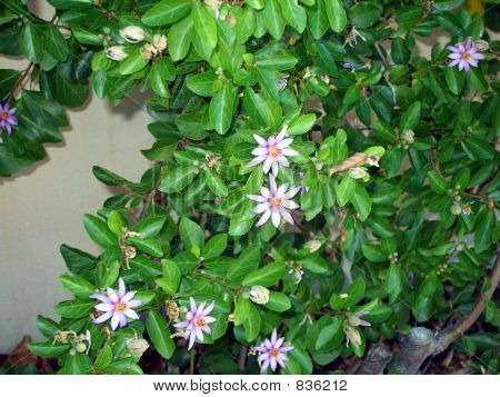 ganska lila blomma bush