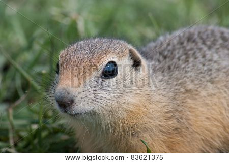 gopher