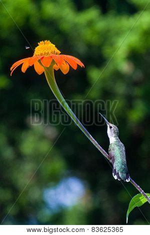 longing stem hummingbird