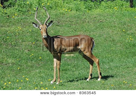 Impala buck (Aepyceros melampus)