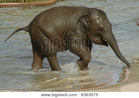 Asiatiske elefant baby (Elephas maximus)