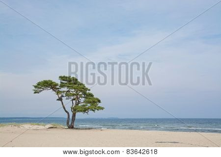 Lone tree on sandy beach
