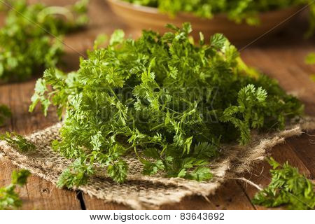 Raw Organic French Parsley Chervil