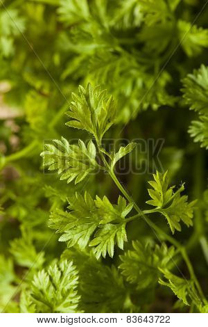Raw Organic French Parsley Chervil