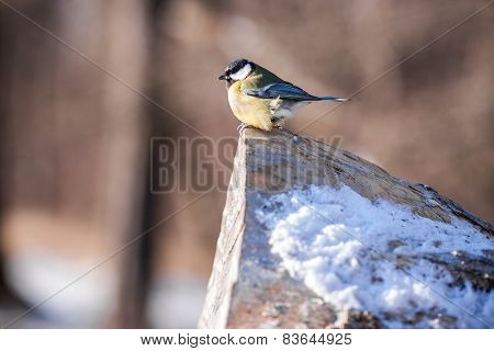 Little Bird Sitting On A Log