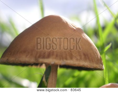 Informationen über einen Giftpilz