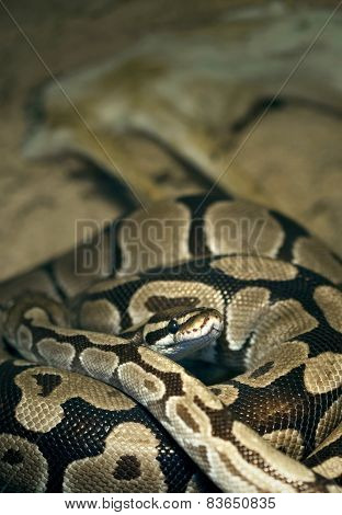 Snake