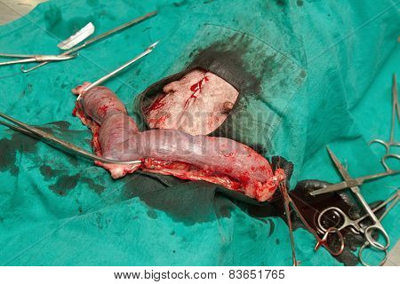 Surgery Of Pyometra (uterus Infection)  In The Dog