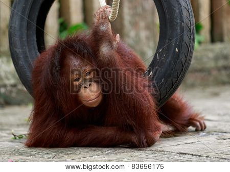 Orangutan