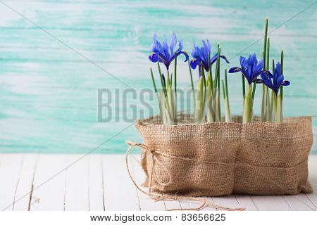 Postcard With Spring Flowers