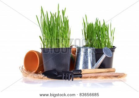 Gardening Concept.