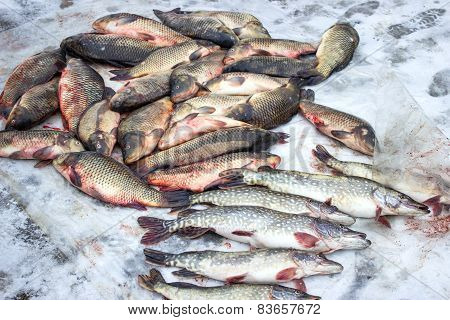 Alive carp and pike for sale