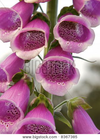Pink Fox Glove Flower In Detail
