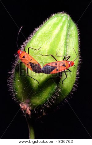 2redbugs