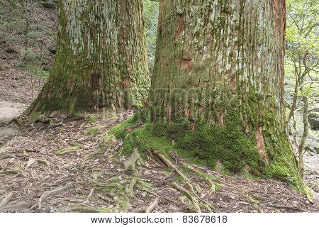 Longevity tree