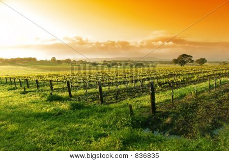 Vinice Sunrise