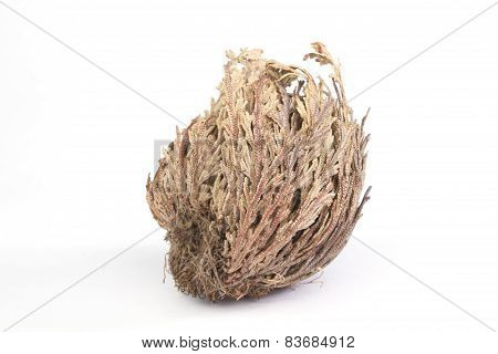 Rose Of Jericho On White Background