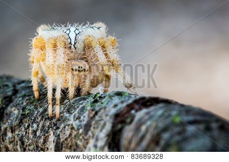 hairy spider with white spots on branch. detail of the eye