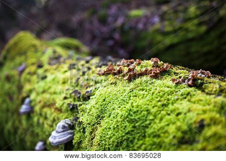 Mushrooms On Rotting Tree