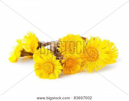 Coltsfoot