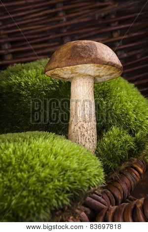 Mushroom Picking.