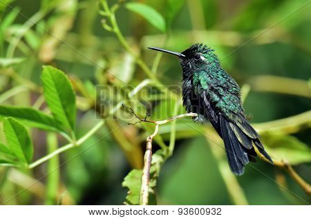 Cuban Emerald Hummingbird (chlorostilbon Ricordii)