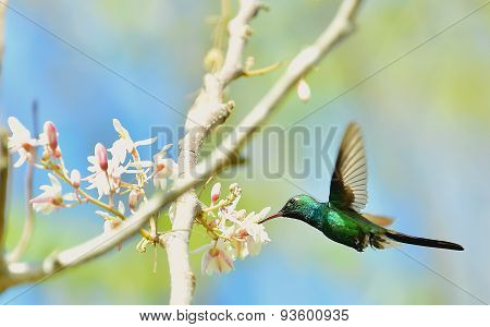 Flying Cuban Emerald Hummingbird (chlorostilbon Ricordii)