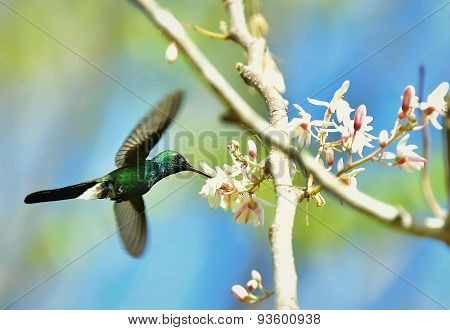 Flying Cuban Emerald Hummingbird (chlorostilbon Ricordii)