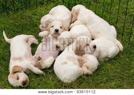 Family Of Lying English Cocker Spaniel Puppy