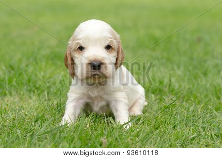 Looking English Cocker Spaniel Puppy