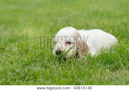Looking English Cocker Spaniel Puppy