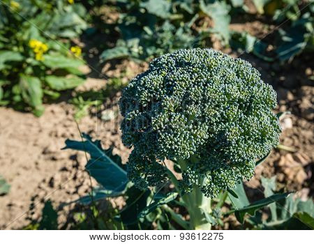 Ripe Broccoli Plant In The Field