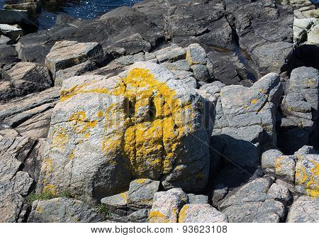 Yellow lichen closeup