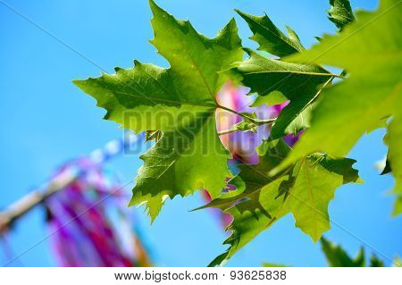 Green leaf of tree